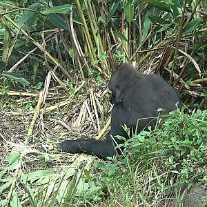 Western Lowland Gorilla (Gorilla gorilla gorilla)