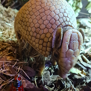 Three-banded armadillo in zoo bizar
