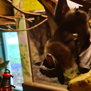 Grumpy free-roaming fruit bat