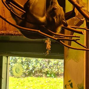 Less grumpy free-roaming fruitbat