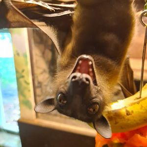 Free-roaming fruit bat