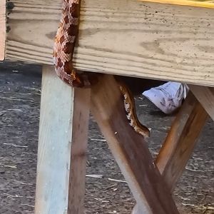 Corn snake escape