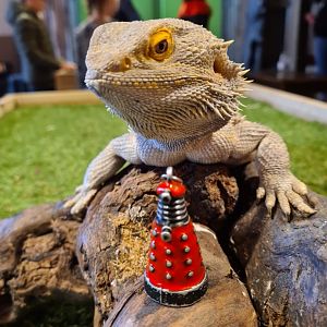 Central bearded dragon in the scheduled show