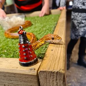 Domestic corn snake in the scheduled show