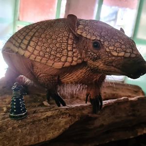 Free roaming armadillo