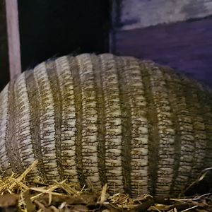 Sleepy armadillo