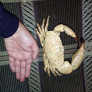 Crab specimen ID, from Cuba