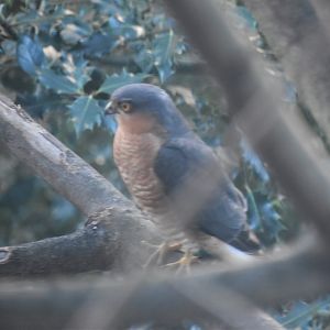 Male Sparrowhawk - Central London