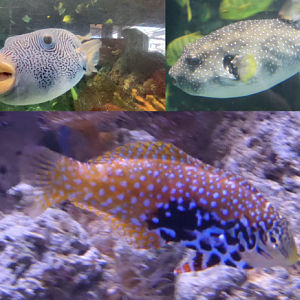 Three Fish ID Help Please (PPG Aquarium - Pittsburgh Zoo)