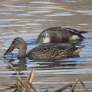 Northern shoveler