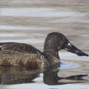 Northern shoveler