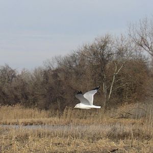 Ring billed gull
