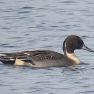 Northern pintail