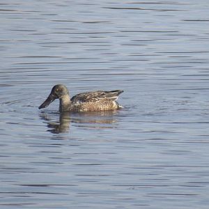 Northern shoveler