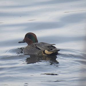 Green winged teal
