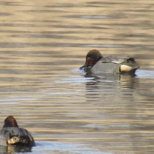 Green winged teal