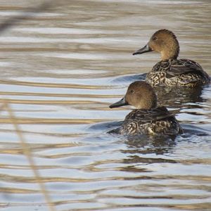 Northern pintails