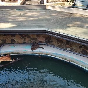 Staten Island Zoo - Beaver