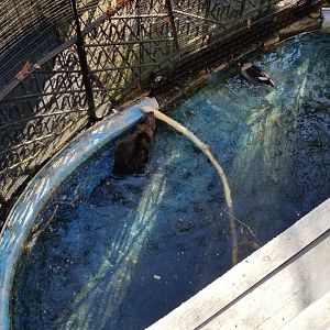 Staten Island Zoo - Beaver, Indian spot-billed duck