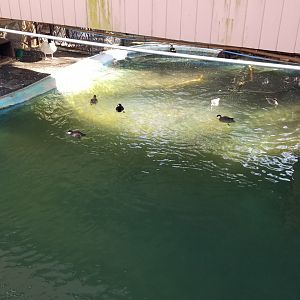 Staten Island Zoo - Beaver/duck pond under bridge