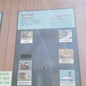 Staten Island Zoo - List of species in beaver pond