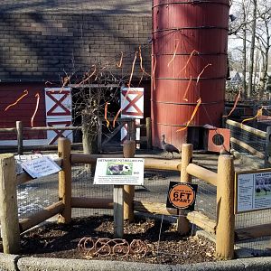 Staten Island Zoo - Pot-bellied pig, cape barren goose