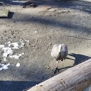 Staten Island Zoo - Cape barren goose