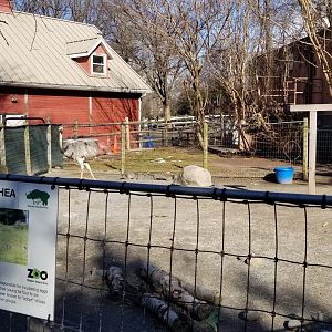 Staten Island Zoo - Rhea, capybara