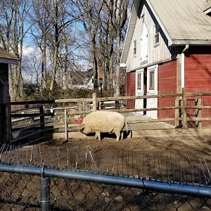 Staten Island Zoo - Mangalitsa pig