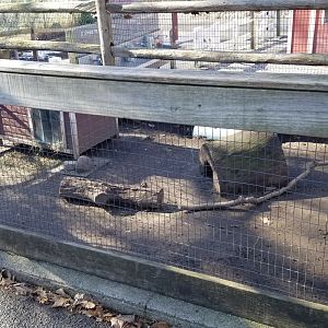 Staten Island Zoo - Flemish rabbit area