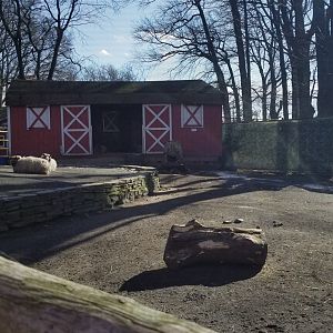 Staten Island Zoo - Shetland sheep