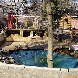 Staten Island Zoo - Black swan, coscoroba swan, emperor goose, african goose