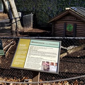 Staten Island Zoo - Woodchuck