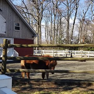 Staten Island Zoo - Horses