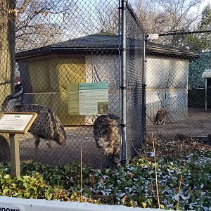 Staten Island Zoo - Emu, red kangaroo