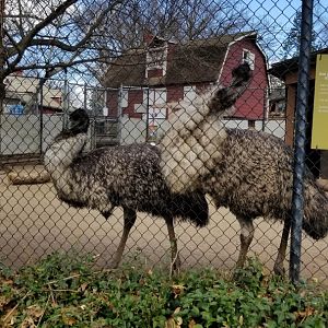 Staten Island Zoo - Emus wanting their photo taken