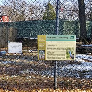 Staten Island Zoo - Cassowary
