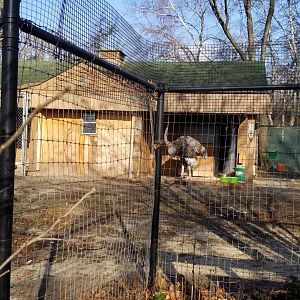 Staten Island Zoo - Ostrich