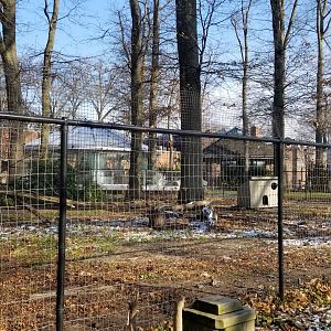 Staten Island Zoo - Ostrich, southern ground hornbill yard