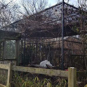 Staten Island Zoo - Arctic foxes (also red fox exhibit)