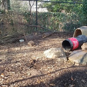 Staten Island Zoo - Fox exhibit