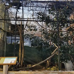 Staten Island Zoo - Great horned owl