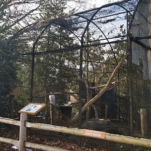 Staten Island Zoo - Snowy owl