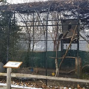 Staten Island Zoo - Bald eagles