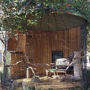 Staten Island Zoo - Red-tailed hawk