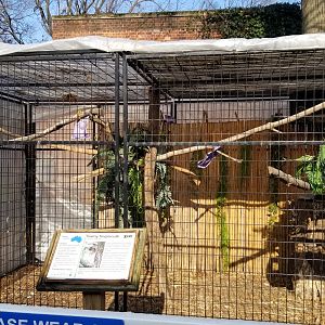 Staten Island Zoo - Tawny Frogmouth