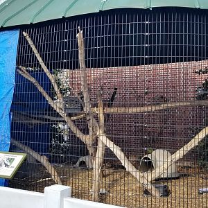 Staten Island Zoo - Striped skunk, north american porcupine