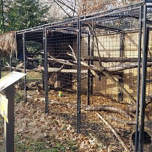 Staten Island Zoo - Southern tamandua