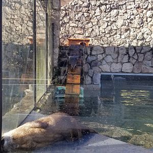 Staten Island Zoo - NA river otters