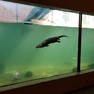 Staten Island Zoo - NA river otters underwater